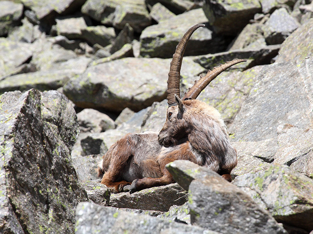 Stambecchi Gran Paradiso